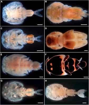Occurrence and Molecular Characterization of Some Parasitic Copepods (Siphonostomatoida: Pandaridae) on Pelagic Sharks in the Mediterranean Sea